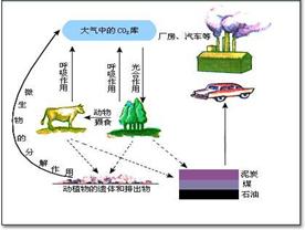 碳水化合物结合模块