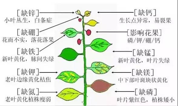 微量元素肥料的使用方式和优点解析